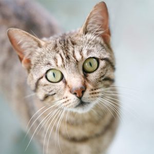 PetDetox Herbal Cleanse
