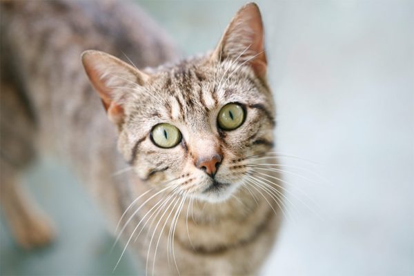 PetDetox Herbal Cleanse