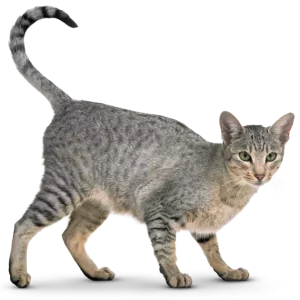 FelineEase Calming Chews