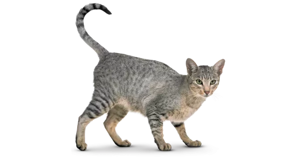 FelineEase Calming Chews